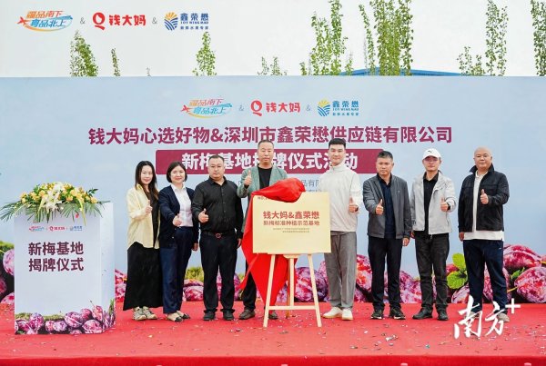 稳赢配资 “疆品南下”再添新助力，钱大妈鑫荣懋新梅示范基地正式揭牌