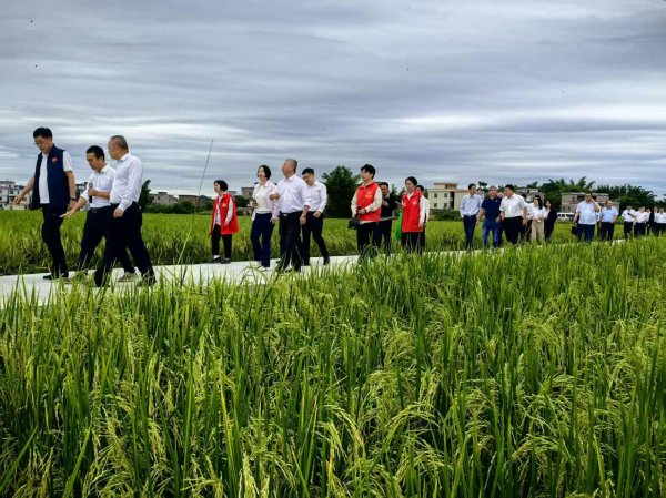 牛领策略 引进多家知名种企！肇庆怀集做强水稻制种产业